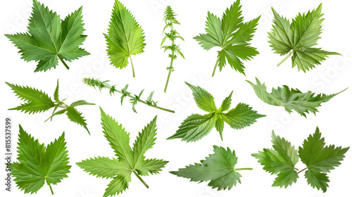 Set of wild nettle leaves, known for their stinging hairs and serrated edges, used in traditional medicine and cooking,