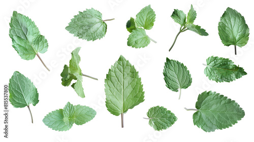 Set of mint leaves, known for their refreshing scent and jagged edges, widely used in drinks and dishes