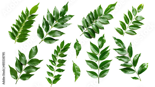 Set of curry leaves, highlighting their vibrant green leaves essential in South Indian cooking for their unique aroma and taste