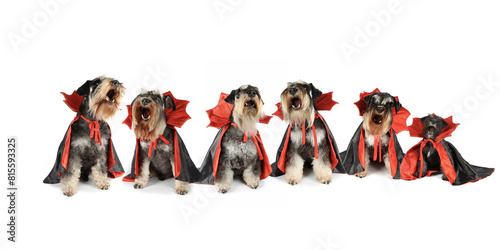 Dracula dog schnauzer isolated on white 