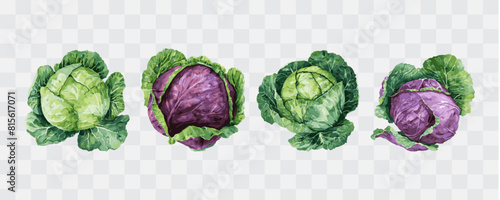 Cabbage watercolor isolated graphic transparent