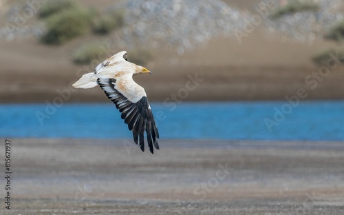 Majestic common vulture (Neophron percnopterus) in flight, above a tranquil lake