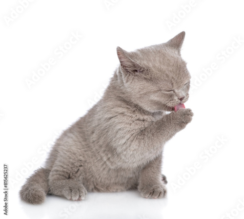 Grey kitten washing itself. isolated on white background