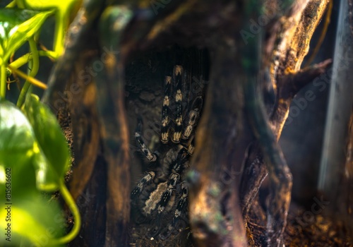 Brachypelma hamorii Mexican Tarantula spider photography