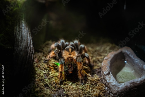 Brachypelma hamorii Mexican Tarantula spider photography