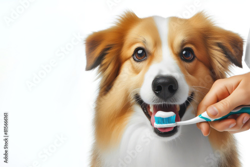 Brushing a dog's teeth Isolated on white background