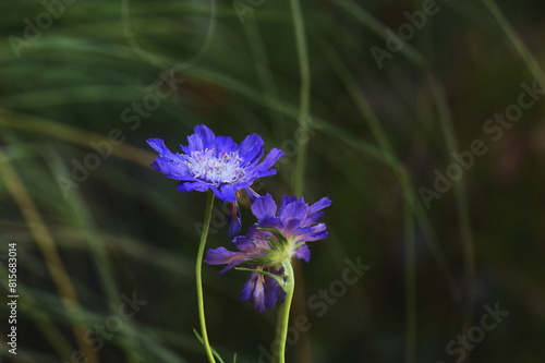 Closeup of fama deep blue flowers in the garden.