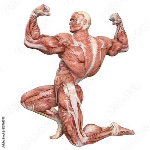 Bodybuilder with muscle Character isolated 3d rendered illustration