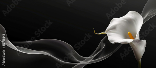 A close up of a white flower with a black background