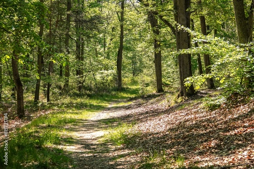 Sentier de promenade en forêt de Fontainebleau, avec effet de lumière chaude