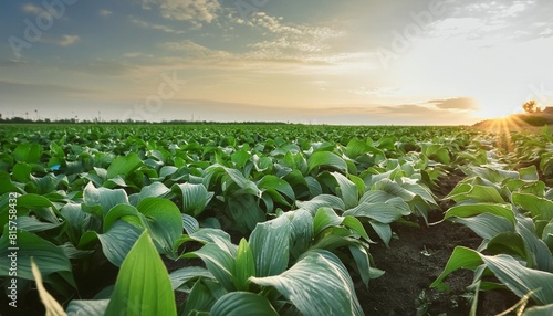 a broad spectrum herbicide used to control weeds in crops such as soybeans corn and cotton