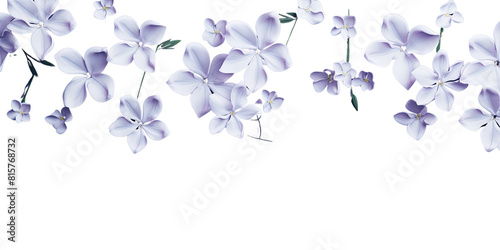 White jasmine flowers branch on transparency background, for decorating banners