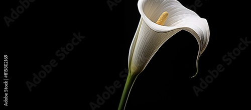 A condolence card featuring a calla lily flower set against a black background The image allows for a copy space to be added