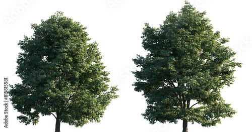 Tilia tomentosa tree frontal set of big street isolated png on a transparent background perfectly cutout (silver linden, european white lime, white lime )
