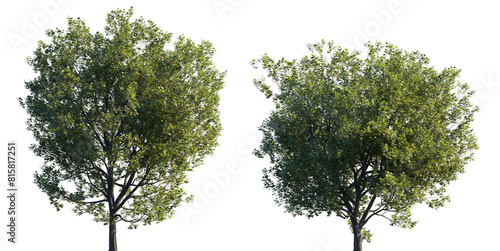 Acer monspessulanum frontal set trees\bush Montpellier maple isolated png on a transparent background perfectly cutout
