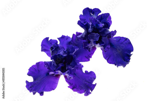 iris flower blue isolated