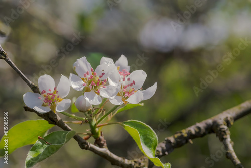 Kwiaty jabłoni z różowym środkiem. W małym, amatorskim sadzie pięknie zakwitły jabłonie - zapowiedź obfitych zbiorów.