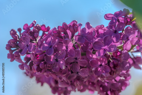 Obficie kwitnący fioletowy bez w maju. Niezwykle intensywnie pachnące kwiaty „szalonego” kwitnącego bzu „uświęcają” maj swoim pięknem i ilością (oraz zapachem).