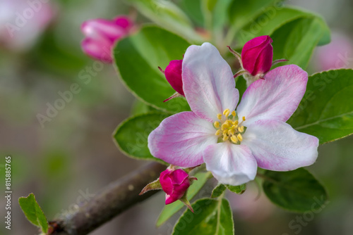 W ogrodzie zakwitł różowawy kwiat jabłoni. Piękny wiosenny kwiat jabłoni w sadzie ładnie zakwitł.
