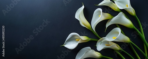Calla Flowers on Black Background for All Souls' Day Tribute