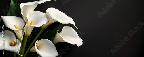 All Souls' Day Calla Flowers on Dark Background for Contemplation and Commemoration