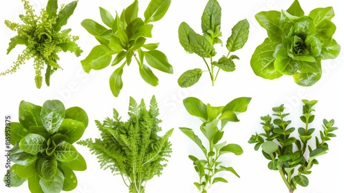 Assorted fresh culinary herbs isolated on a white background, ideal for food seasoning and herbal medicine concepts.