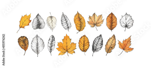 Autumn leaves collection. Hand-drawn illustration vector
