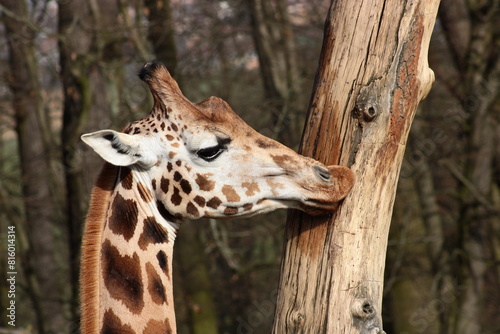 Giraffe, tree