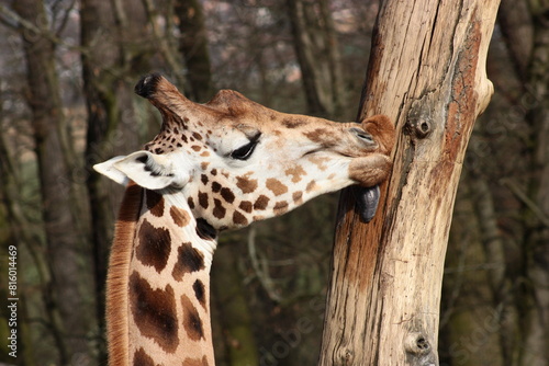 Giraffe, tree