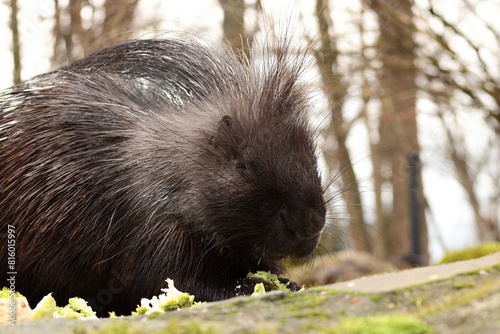 Porcupine, Zittau Zoo, Tierpark, Animals, Cute, 