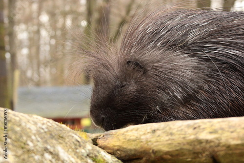 Porcupine, Zittau Zoo, Tierpark, Animals, Cute, 