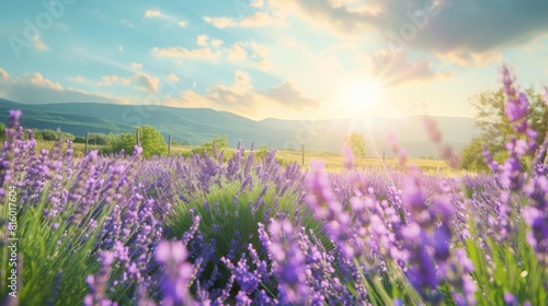 Sun drenched meadow surrounded by blooming lavender fields in full bloom