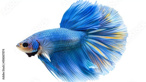  a blue-and-yellow Siamese fish against a white background