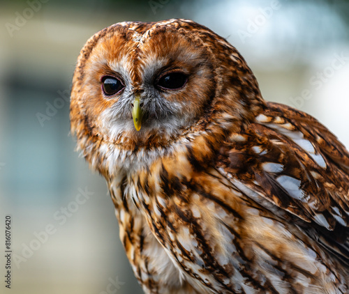 Tawny Owl