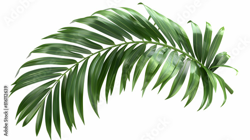 Tropical Palm Frond Isolated on White Background Long Slender Structure and Vibrant Green Color for Vacation and Summer Designs