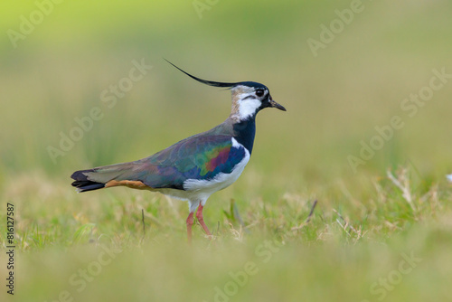 Northern lapwing, Vanellus vanellus, wading bird in a meadow