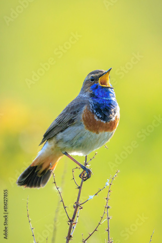 Closeup of a blue-throat male bird Luscinia svecica cyanecula singing