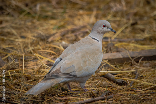 Eurasian collared dove walks on the hay perpendicular to the camera lens on a cloudy spring day. Close-up portrait of a Eurasian collared dove with a hay background.