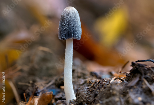 Wild mushrooms growing in the forest - Coprinopsis radiata