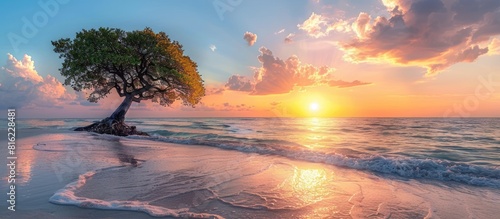 Lone tree on beach at sunset