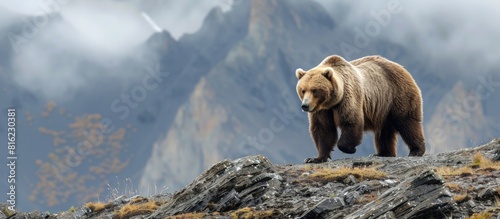 Majestic grizzly bear walking on rocky mountain