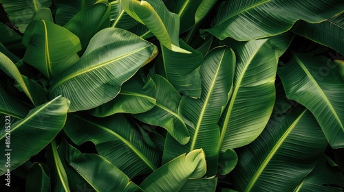 backdrop of overlapping banana leaves, creating a vibrant and tropical feel with varying shades of green.
