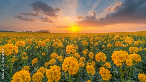 Sunset over blooming canola field