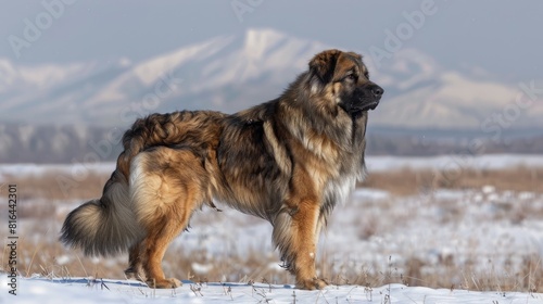 Dog breed of Siberian origin