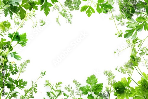 Herbs Background. Frame of Fresh Green Chervil Herbs with Copy Space on White