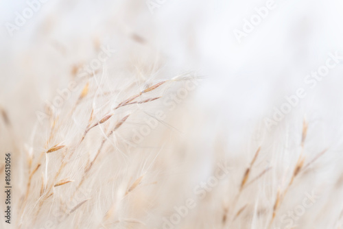 Tender Fluffy dry little flowers with buds light natural blur background macro