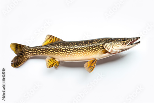 Image of a northern pike fish isolated on white background. Fresh fish. Underwater animals.