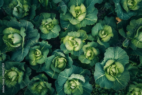 top view fresh beautiful cabbage farm