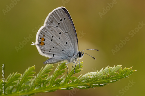 Stunning close-up of a scarce large blue (Phengaris teleius) butterfly perched atop a green plant