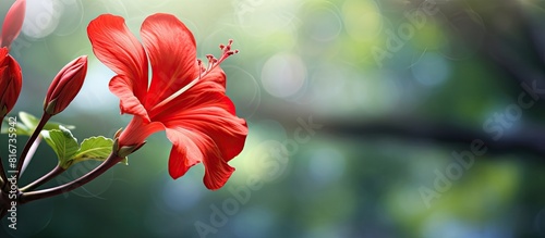 Beautiful red Spathodea flower commonly known as African tuliptree growing in a tropical garden Perfect floral backdrop for a banner with plenty of copy space in the image